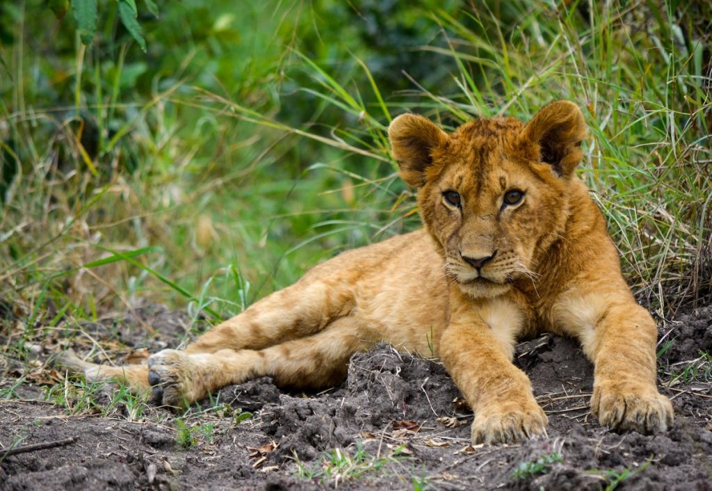Lion King Nala