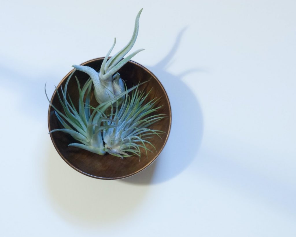 Air Plant Pack