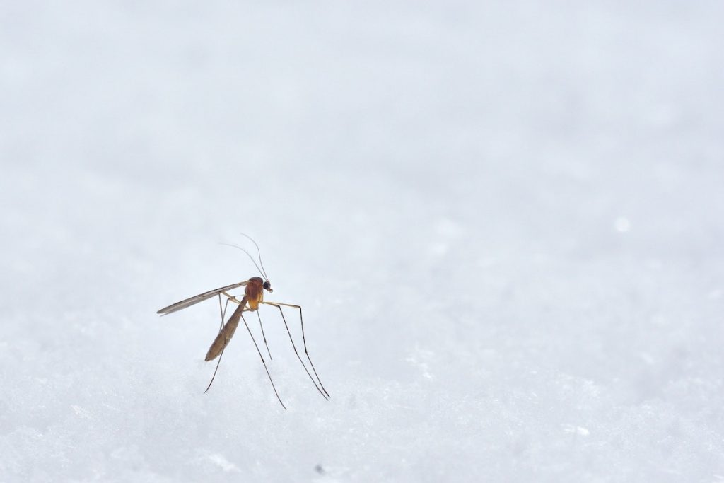 Indoor Insect and Flying Bugs Trap